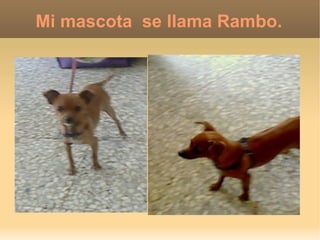 Mi mascota se llama Rambo.
 