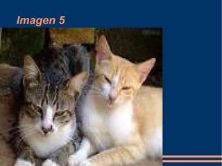 Imagen 5
 