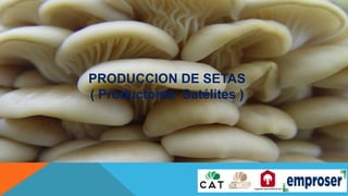 PRODUCCION DE SETAS
( Productores Satélites )
 