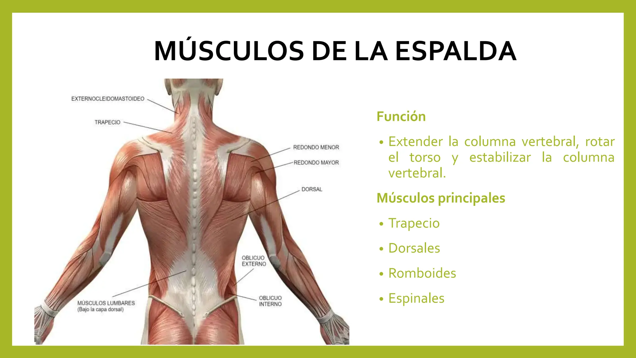 PRESENTACION DE MUSCULOS DEL CUERPO.pptx