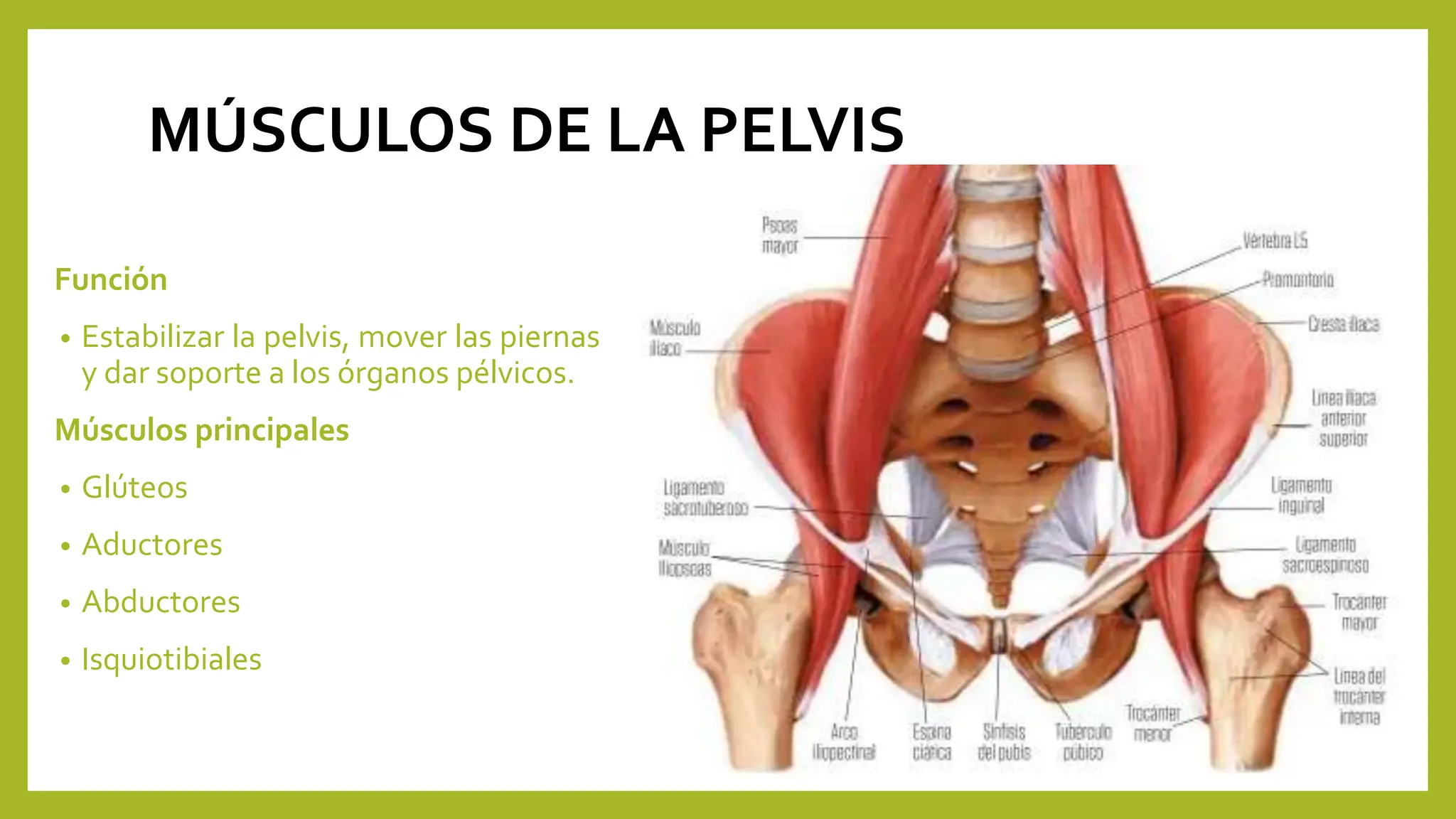 PRESENTACION DE MUSCULOS DEL CUERPO.pptx