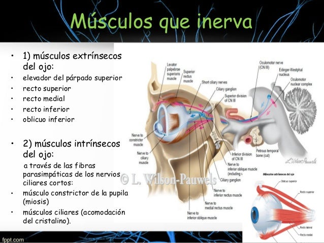 Musculos Que Inerva El 3 Par Craneal