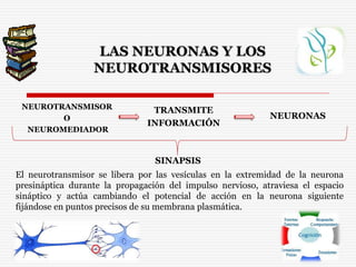 LAS NEURONAS Y LOS
NEUROTRANSMISORES
SINAPSIS
TRANSMITE
INFORMACIÓN
NEUROTRANSMISOR
O
NEUROMEDIADOR
NEURONAS
El neurotransmisor se libera por las vesículas en la extremidad de la neurona
presináptica durante la propagación del impulso nervioso, atraviesa el espacio
sináptico y actúa cambiando el potencial de acción en la neurona siguiente
fijándose en puntos precisos de su membrana plasmática.
 