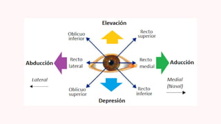 Anatomía y Función Detallada del Ojo Humano: Estructuras y Procesos ...