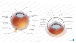Anatomía y Función Detallada del Ojo Humano: Estructuras y Procesos ...