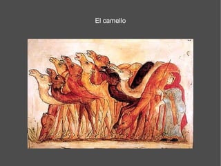 El camello
 
