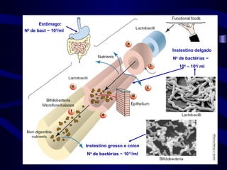 Estômago:
N0 de bact ~ 103/ml



                                                  Instestino delgado
                                                  N0 de bactérias ~
                                                     104 – 106/ ml




                      Instestino grosso e colon
                      N0 de bactérias ~ 1012/ml
 