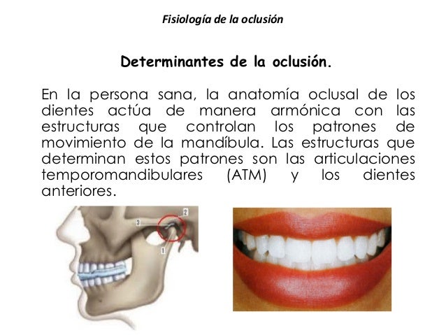 Fisiología de la oclusión