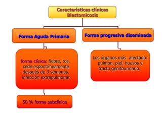 Características clínicas
                       Blastomicosis



Forma Aguda Primaria            Forma progresiva diseminada




                                   Los órganos más afectado:
forma clínica: fiebre, tos.          pulmón, piel, huesos y
  cede espontáneamente                tracto genitourinario.
  después de 3 semanas.
 infección extrapulmonar




 50 % forma subclínica
 