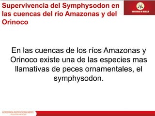 Supervivencia del Symphysodon en las cuencas del rio Amazonas y del OrinocoEn las cuencas de los ríos Amazonas y Orinoco existe una de las especies mas llamativas de peces ornamentales, el symphysodon. 