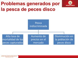 Problemas generados por la pesca de peces disco 