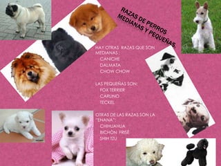 RAZAS DE PERROS MEDIANAS Y PEQUEÑAS.HAY OTRAS  RAZAS QUE SON MEDIANAS :   CANICHE