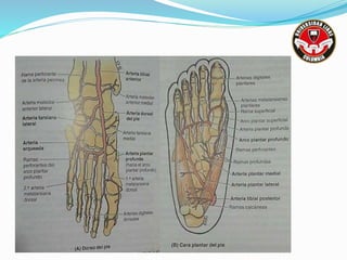 ESTRUCTURAS VASCULONERVIOSAS
 