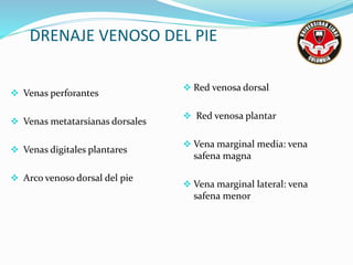 DRENAJE VENOSO DEL PIE
 Venas perforantes
 Venas metatarsianas dorsales
 Venas digitales plantares
 Arco venoso dorsal del pie
 Red venosa dorsal
 Red venosa plantar
 Vena marginal media: vena
safena magna
 Vena marginal lateral: vena
safena menor
 