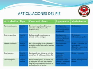 ARTICULACIONES DEL PIE
Articulación Tipo Caras articulares Ligamentos Movimientos
Tarsometatarsiana Sinovial
plana
Los huesos anteriores del tarso se
articulan con las bases de los
metatarsianos
Los ligamentos
tarsometatarsianos
dorsales y plantares
e interóseos
Deslizamiento
Intermetatarsiana Sinovial
plana
La base de cada metatarsiano se
articula con las contiguas
Los ligamentos
intermetatarsianos
dorsales, plantares
e interóseos
Movimientos
individuales pequeños
Metatarsogalangica Sinovial
condilea
Las cabezas de los metatarsianos se
articulan con las bases de las falanges
proximales
Los ligamentos
colaterales
Flexión y extensión; en
menor grado,
abducción y aducción y
circunducción
Interfalangica Sinovial
ginglimo
La cabeza de una falange se articula
con la base de la falange distal a ella
Ligamentos
colaterales y
plantares
Flexión y extensión
Tibioastragalina Sinovial
tróclear
La tróclea astragalina se articula con
la superficie articular ubicada en la
base de la pirámide que conforma la
epífisis inferior de la tibia.
Ligamento lateral
externo y ligamento
lateral interno
Flexión dorsal y Flexión
plantar.
 