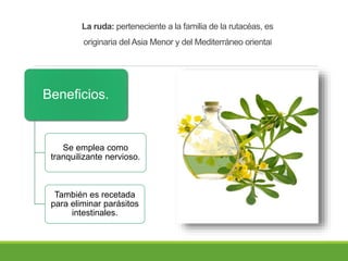 La ruda: perteneciente a la familia de la rutacéas, es
originaria del Asia Menor y del Mediterráneo oriental
Beneficios.
Se emplea como
tranquilizante nervioso.
También es recetada
para eliminar parásitos
intestinales.
 