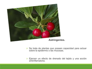 Astringentes.
 Se trata de plantas que poseen capacidad para actuar
sobre la epidermis o las mucosas.
 Ejercen un efecto de drenado del tejido y una acción
antiinflamatoria.
 