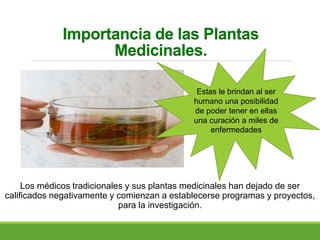 Importancia de las Plantas
Medicinales.
Los médicos tradicionales y sus plantas medicinales han dejado de ser
calificados negativamente y comienzan a establecerse programas y proyectos,
para la investigación.
Estas le brindan al ser
humano una posibilidad
de poder tener en ellas
una curación a miles de
enfermedades
 