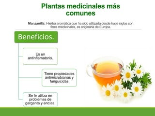 Plantas medicinales más
comunes
Manzanilla: Hierba aromática que ha sido utilizada desde hace siglos con
fines medicinales, es originaria de Europa.
Beneficios.
Es un
antinflamatorio.
Tiene propiedades
antimicrobianas y
funguicidas
Se le utiliza en
problemas de
garganta y encías.
 
