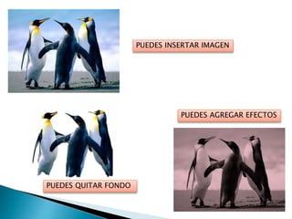 PUEDES INSERTAR IMAGEN
PUEDES QUITAR FONDO
PUEDES AGREGAR EFECTOS
 