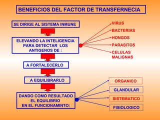 BENEFICIOS DEL FACTOR DE TRANSFERNECIA SE DIRIGE AL SISTEMA INMUNE ELEVANDO LA INTELIGENCIA PARA DETECTAR  LOS ANTIGENOS DE : VIRUS BACTERIAS HONGOS PARASITOS CELULAS MALIGNAS A FORTALECERLO A EQUILIBRARLO DANDO COMO RESULTADO EL EQUILIBRIO  EN EL FUNCIONAMINTO: ORGANICO GLANDULAR SISTEMATICO FISIOLOGICO 