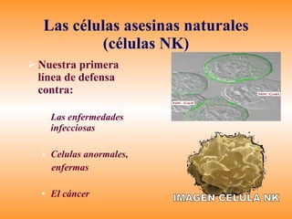 Las células asesinas naturales (células NK) Nuestra primera línea de defensa contra: Las enfermedades infecciosas Celulas anormales, enfermas El cáncer IMAGEN CELULA NK 
