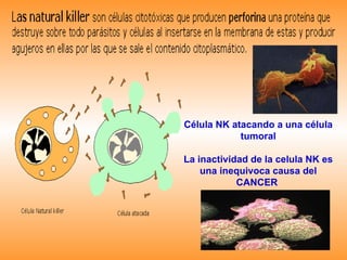 Célula NK atacando a una célula tumoral La inactividad de la celula NK es una inequivoca causa del CANCER  
