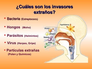 ¿Cuáles son los invasores extraños? Bacteria  (Estreptococo) Hongos  (Moho) Parásitos   (Helmintos) Virus   (Herpes, Gripe) Partículas extrañas (Polen y Químicos)  