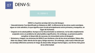 07 DENV-5:
DENV-5, el quinto serotipo del virus del dengue:
• Descubrimiento: Fue identificado en Malasia en 2007. A diferencia de los otros cuatro serotipos,
sigue un ciclo selvático, lo que significa que circula principalmente entre primates y mosquitos, en
lugar de humanos.
• Impacto en la salud pública: Aunque se ha documentado su existencia, no ha sido ampliamente
aceptado como un problema de salud pública significativo. Sin embargo, su presencia podría
complicar el desarrollo de vacunas y la inmunidad contra el dengue3.
• Síntomas y riesgos: Los síntomas de DENV-5 son similares a los de los otros serotipos: fiebre alta,
dolor de cabeza, dolor detrás de los ojos y fatiga extrema. Sin embargo, cada nueva infección por
un serotipo diferente aumenta el riesgo de desarrollar dengue hemorrágico, una forma más grave
de la enfermedad
EL DENV-5
 