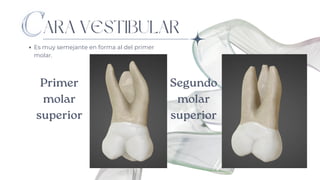 ARA VESTIBULAR
Es muy semejante en forma al del primer
molar.
Primer
molar
superior
Segundo
molar
superior
 