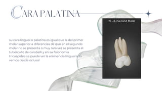 ARA PALATINA
su cara lingual o palatina es igual que la del primer
molar superior a diferencias de que en el segundo
molar no se presenta o muy rara vez se presenta el
tubercullo de carabelli y en su fisionomia
tricuspidea se puede ver la eminencia lingual si lo
vemos desde oclusal
 