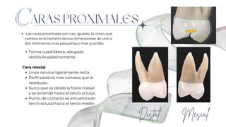 ARAS PROXIMALES
Las caras proximales son casi iguales, lo único que
cambia es el tamaño de sus dimensiones de uno a
dos milímetros más pequeñas,o más grandes.
Mesial
Distal
Forma cuadrilátera, alargada
vestibulo-palatinamente.
Cara mesial:
Linea cervical ligeramente recta.
Perfil palatino más convexo que el
vestibular.
Surco que va desde la fosita mesial
y se extiende hasta el tercio oclusal.
Punto de contacto se encuentra en
tercio oclusal hacia el tercio medio.
 