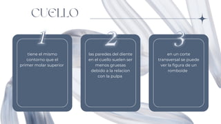CUELLO
tiene el mismo
contorno que el
primer molar superior
las paredes del diente
en el cuello suelen ser
menos gruesas
debido a la relacion
con la pulpa
en un corte
transversal se puede
ver la figura de un
romboide
 