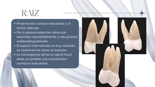 RAIZ
Presenta tres cuerpos radiculares y un
tronco radicular.
Por lo general estas tres raíces son
estrechas mesiodistalmente y más gruesas
vestíbulolingualmente.
El espacio interradicular es muy reducido,
en ocasiones las raíces se fusionan.
La convergencia del tercio apical hacia
distal, es también una característica
normal en este diente.
 