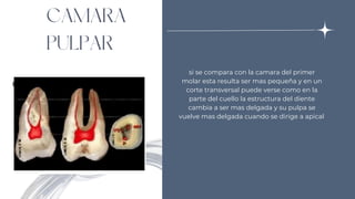 CAMARA
PULPAR
si se compara con la camara del primer
molar esta resulta ser mas pequeña y en un
corte transversal puede verse como en la
parte del cuello la estructura del diente
cambia a ser mas delgada y su pulpa se
vuelve mas delgada cuando se dirige a apical
 