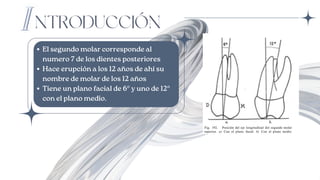 NTRODUCCIÓN
El segundo molar corresponde al
numero 7 de los dientes posteriores
Hace erupción a los 12 años de ahí su
nombre de molar de los 12 años
Tiene un plano facial de 6º y uno de 12º
con el plano medio.
 