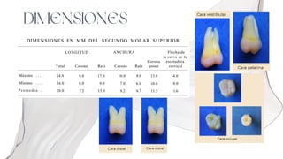 DIMENSIONES
 