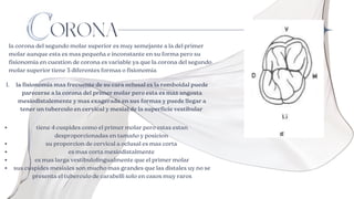 ORONA
la corona del segundo molar superior es muy semejante a la del primer
molar aunque esta es mas pequeña e inconstante en su forma pero su
fisionomia en cuestion de corona es variable ya que la corona del segundo
molar superior tiene 3 diferentes formas o fisionomia
la fisionomia mas frecuente de su cara oclusal es la romboidal puede
parecerse a la corona del primer molar pero esta es mas angosta
mesiodistalemente y mas exagerada en sus formas y puede llegar a
tener un tuberculo en cervical y mesial de la superficie vestibular
1.
tiene 4 cuspides como el primer molar pero estas estan
desproporcionadas en tamaño y posicion
su proporcion de cervical a oclusal es mas corta
es mas corta mesiodistalmente
es mas larga vestibulolingualmente que el primer molar
sus cuspides mesiales son mucho mas grandes que las distales uy no se
presenta el tuberculo de carabelli solo en casos muy raros
 