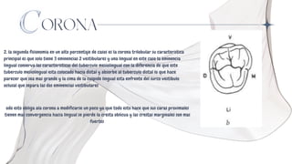 ORONA
2. la segunda fisionomia en un alto porcentaje de casos es la corona trilobular su caracteristica
principal es que solo tiene 3 eminencias 2 vestibulares y una lingual en este caso la eminencia
lingual conserva las caracteristicas del tuberculo mesiolingual con la diferencia de que este
tuberculo mesiolingual esta colocado hacia distal y absorbe al tuberculo distal lo que hace
parecer que sea mas grande y la cima de la cuspide lingual esta enfrente del surco vestibulo
oclusal que separa las dos eminencias vestibulares
odo esto obliga ala corona a modificarse un poco ya que todo esto hace que sus caras proximales
tienen mas convergencia hacia lingual se pierde la cresta oblicua y las crestas marginales son mas
fuertes
 