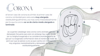 ORONA
el tercer caso de corona es similar al primer caso de
corona romboidal pero esta esta muy alargada
vestibulolingualmente y es mas corta mesiodistalmente
por lo que la corona se ve de cierto modo alargada o
laminada
se a querido catalalogar esta corona como anomalia pero es
demasiado frecuente para esto sin embargo hay casos donde
por su longitud exagerada si se considera anomalia aparte de
que por su exagerada conformacion tiene el nombre de molar de
perro por que se parece a uno ya que cuenta con 4 eminencias
muy angostas mesiodistalmente y demasiado alargadas
vestibulolingualmente
 