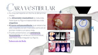 ARA VESTIBULAR
Es muy semejante en forma al del primer
molar.
Su dimensión mesiodistal es reducida,
hace que su figura trapezoidal sea más
angulosa.
El surco oclusovestibular que separa las
dos cúspides es tan marcado como en el
primer molar o un poco más.
Puede presentarse una eminencia
inconstante en el tercio cervicomesial,
que hace más irregular su figura.
Tuberculo de Bolk
 