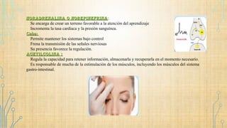 noraDrenalina o norepinefrinanoraDrenalina o norepinefrina:
֎Se encarga de crear un terreno favorable a la atención del aprendizaje
֎Incrementa la tasa cardiaca y la presión sanguínea.
Gaba:Gaba:
֎Permite mantener los sistemas bajo control
֎Frena la transmisión de las señales nerviosas
֎Su presencia favorece la regulación.
acetilcolina :acetilcolina :
֎Regula la capacidad para retener información, almacenarla y recuperarla en el momento necesario.
֎Es responsable de mucha de la estimulación de los músculos, incluyendo los músculos del sistema
gastro-intestinal.
 