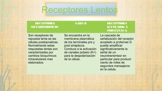 Receptores Lentos
RECEPTORES
METABOTROPICOS
GABA B RECEPTORES
ACUPLADOS A
PROTEINAS G
Son receptores de
repuesta lenta es las
células postsipnaticas.
Normalmente estas
respuestas lentas son
caracterizadas por
cambios bioquímicos
intracelulares mas
elaborados.
Se encuentra en la
membrana plasmática
de los terminales pre y
post sinápticos.
Conduce a la activación
de canales potasio (K+)
para la despolarización
de la célula.
La cascada de
señalización del receptor
acoplado a proteínas G
puede amplificar
significativamente la
señal de un
neurotransmisor en
particular para producir
ciento de miles de
segundos mensajeros
en la celula.
 