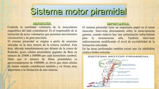 Sistema motor piramidalSistema motor piramidal
DefiniciónDefinición
Controla la motilidad voluntaria de la musculatura
esquelética del lado contralateral. Es el responsable de la
iniciación de actos voluntarios que permiten movimientos
circunscritos y de gran precisión.
El sistema piramidal se origina a partir de neuronas
ubicadas en la área motora de la corteza cerebral. Esta
área, ubicada inmediatamente por delante de la cisura de
Rolando, poses células piramidales gigantes de Betz en
número de 25000 a 300000 por cada hemisferio cerebral.
Dado que el número de fibras piramidales es
aproximadamente de 1000000, es obvio que otras células
de menor tamaño contribuyen también y en forma muy
importante a la formación de este sistema.
importanciaimportancia
El sistema piramidal tiene un importante papel en el tonus
muscular. Interviene directamente sobre la moto-neurona
gamma, cuando todavía hay una estimulación infra-liminar
para la motoneurona alfa. También interviene
indirectamente modificando el nivel de excitabilidad de la
formación reticulada.
En las áreas prefrontales también existe una vía inhibidora
cóntico-bulbo-reticular.
 