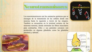 Neurotransmisores
Los neurotransmisores son las sustancias químicas que se
encargan de la transmisión de las señales desde una
neurona hasta la siguiente a través de las sinapsis.
También se encuentran en la terminal axónica de las
neuronas motoras, donde estimulan las fibras musculares
para contraerlas. Ellos y sus parientes cercanos son
producidos en algunas glándulas como las glándulas
pituitaria y adrenal.
 