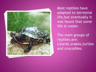 Presentacion de reptiles | PPT