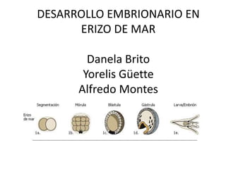 DESARROLLO EMBRIONARIO EN
ERIZO DE MAR
Danela Brito
Yorelis Güette
Alfredo Montes

 