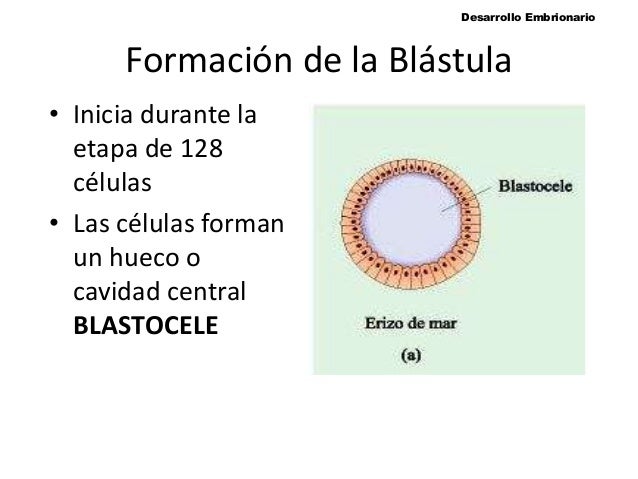 Resultado de imagen para BLASTULACION DEL EMBRION