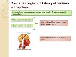 2.2- La res cogitans : El alma y el dualismo2.2- La res cogitans : El alma y el dualismo
antropológicoantropológico
El pensamiento no necesita del cuerpo para existir  es una sustancia
independiente
Alma: sustancia que piensa
Cuerpo: sustancia extensa
pero están unidos, en un yo que,
piensa, siente, sufre…
Esa unidad se establece en la glándula
pineal
 