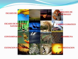 DERRAMES DE PETROLEOESCASES DE AGUAESCASES DE RECURSOS NATURALESCAMBIO CLIMATICOCONTAMINACIONHAMBRUNAEXTINCION DE ESPECIESDEFORESTACION